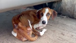 Cried and fatigued waiting at the mall, she didn't know her owner had secretly left by Animal Shelter 136,930 views 2 weeks ago 8 minutes, 53 seconds