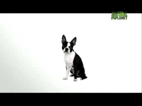 Τεριέ Βοστόνης - Boston terrier