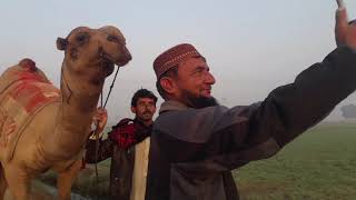 لڑائی والا اونٹ دل شیر|Fighter camel dil shir|short|farm|agriculture|camal farm