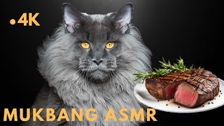 (Mukbang ASMR) Cat eating Raw Beef Steak