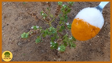 Double your harvest of tomatoes, cucumbers and other vegetables. irrigate immediately...