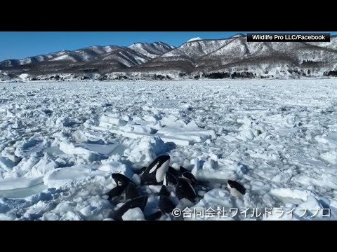 Pod of killer whales trapped in sea ice | Raw video