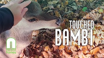 I TOUCHED BAMBI! • Neato 5" • FLog 60