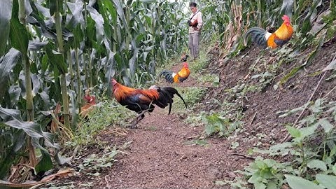 Gà rừng mã đỏ gáy hay quá xong.qaib qus liab khav tiag tiag