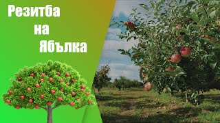 картинка: Пролетно подрязване на ябълка - лесно - стъпка по стъпка , подходящо за начинаещи и напреднали.