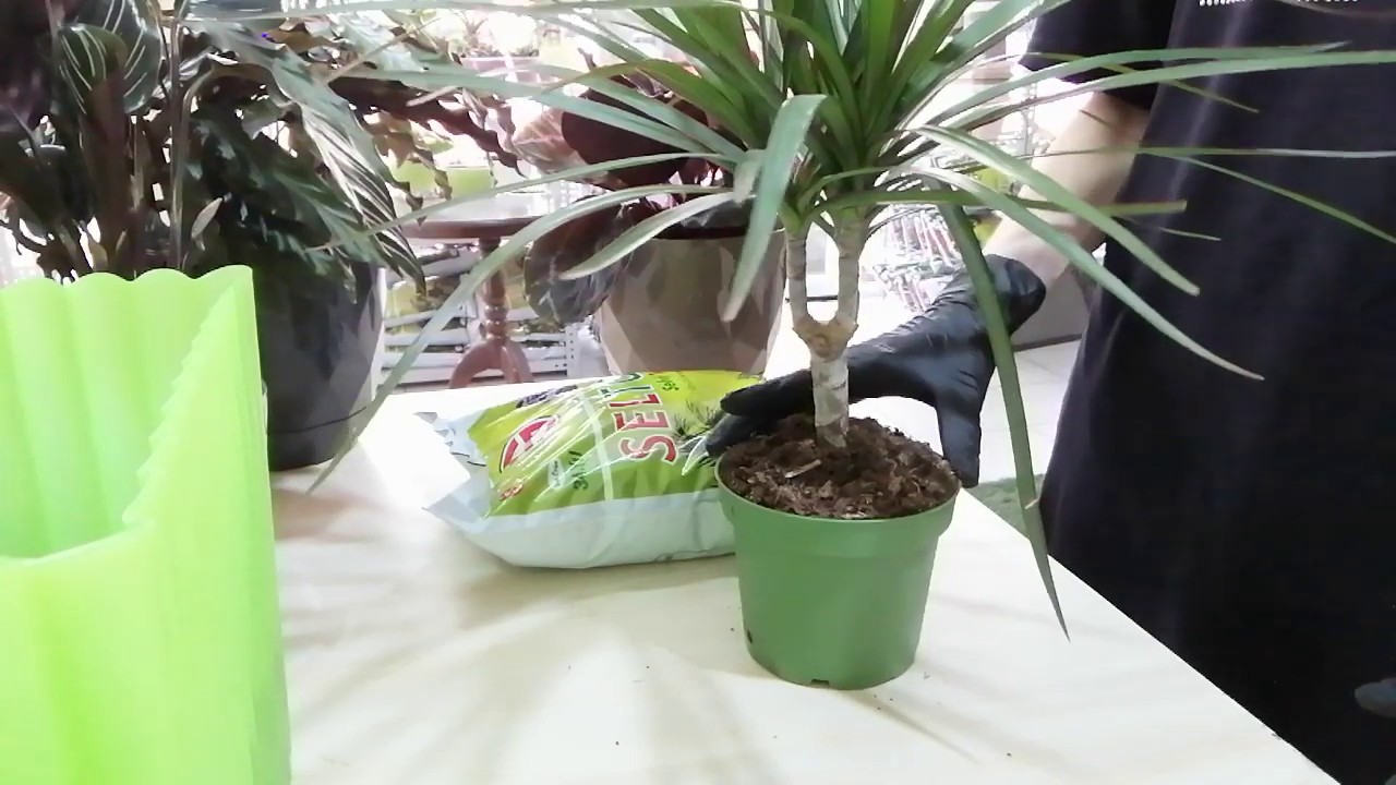 HAVA TEMİZLEYEN BİTKİ-DRACEANA MARGİNATA NAMI DİĞER MADAGASKAR DRAGON AĞACI HAKKINDA HERŞEY