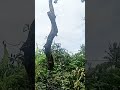 #shorts.terlalu nekat tebangnya!!#chainsaw #workers #indonesia