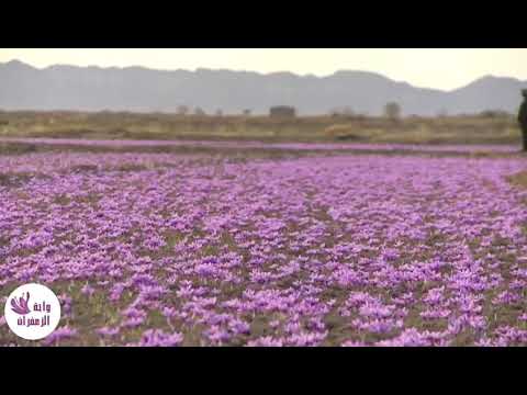صعوبة قطف زهور الزعفران