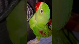 DND#song #music #birds #birds #ekmotahathighumechala #elephantfacts #parrot