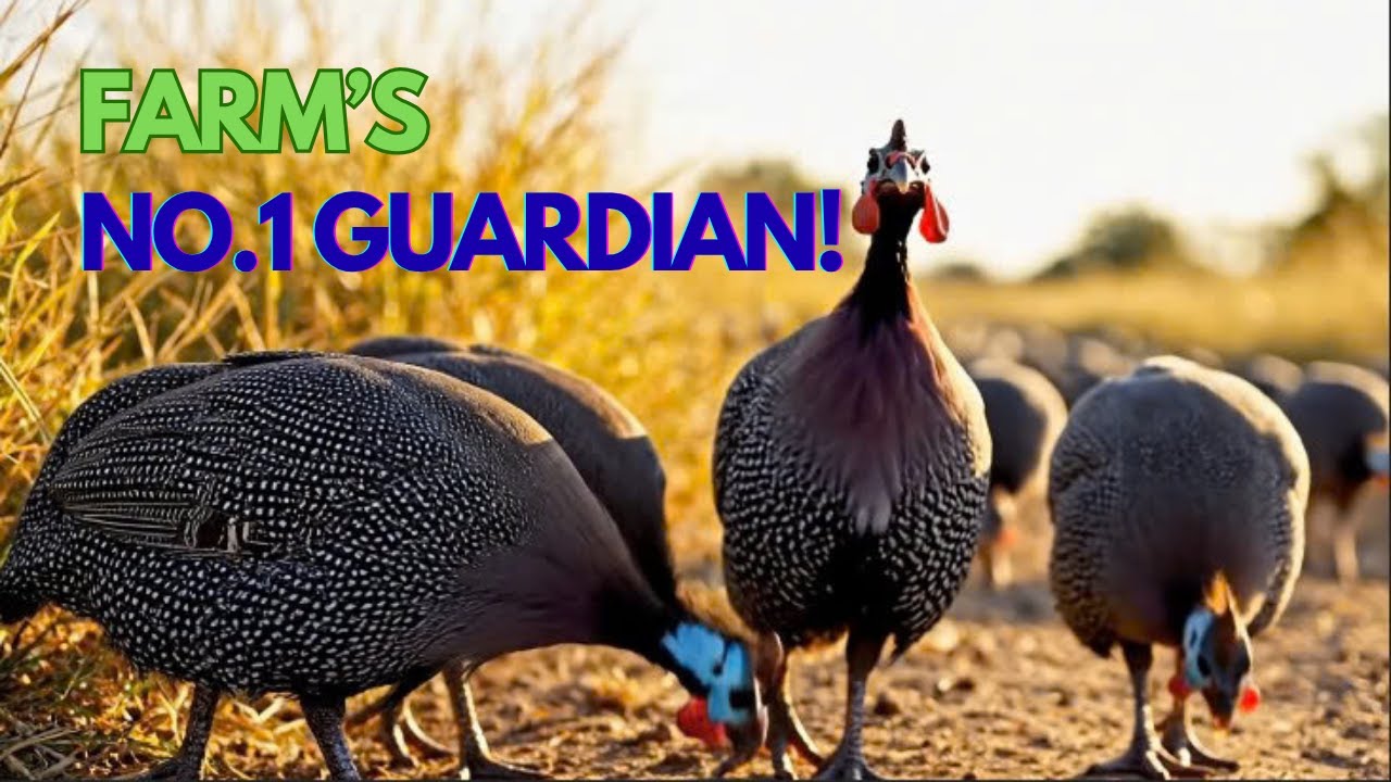 The #1 Farm Guardian You Never Knew Existed!