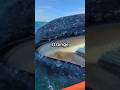 What S Inside A Whale S Mouth Will Surprise You