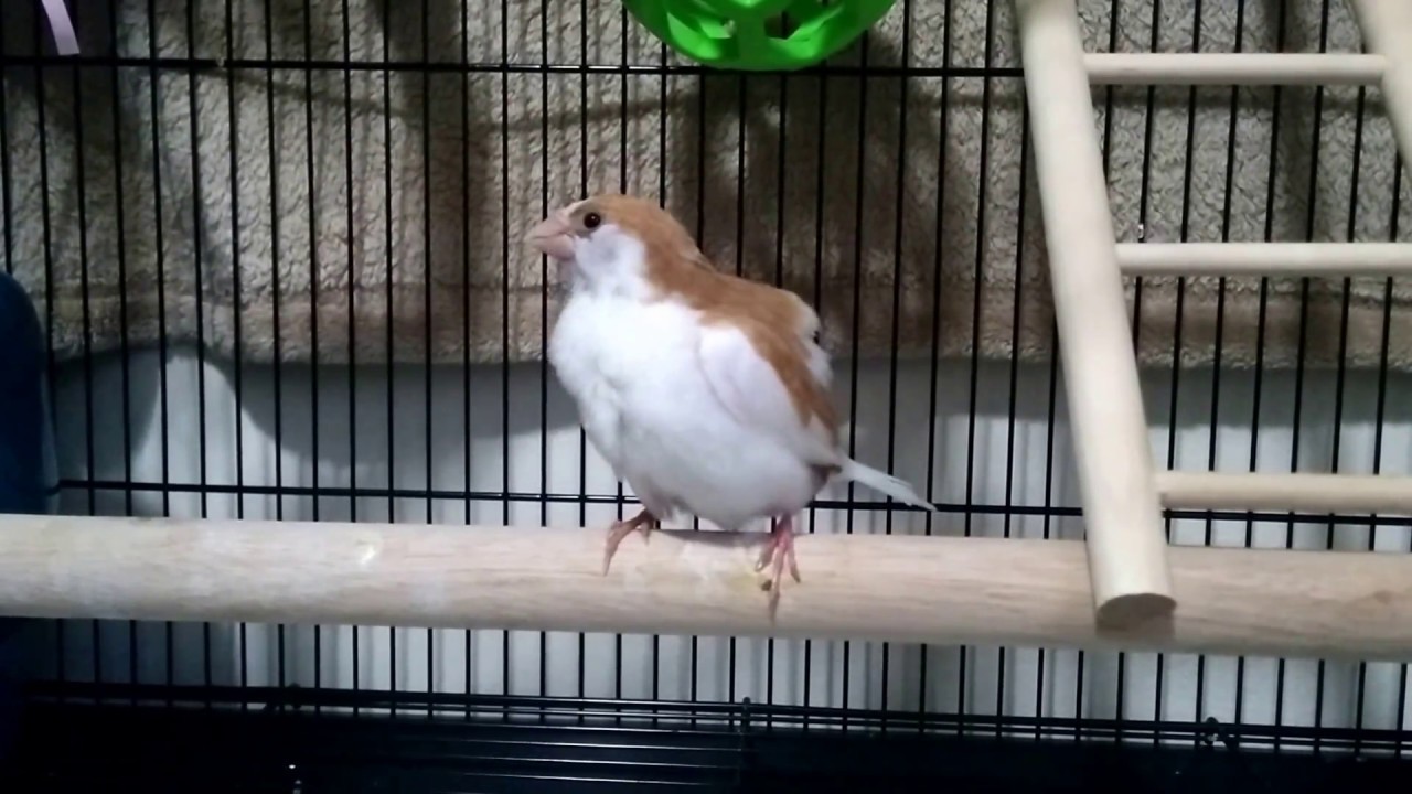 Bird or Cotton Ball? YouTube