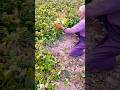 برداشت ماش#کشاورزی Mung bean harvest #Gardening # villagelife#