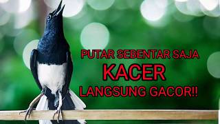 Kacer Ngeplong Dipagi hari Buat Pancingan Kacer Macet Bunyi Agar Cepat Nyaut Gacor Lagi, Ampuh!
