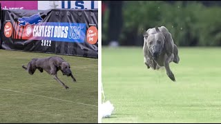 Dog Sprint Star Running 100Yard Dash Is Pawetry In Motion at the Fastest Dogs USA