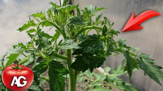 DO TOMATO LEAVES TWIST? EVERYTHING IS VERY EASY TO FIX