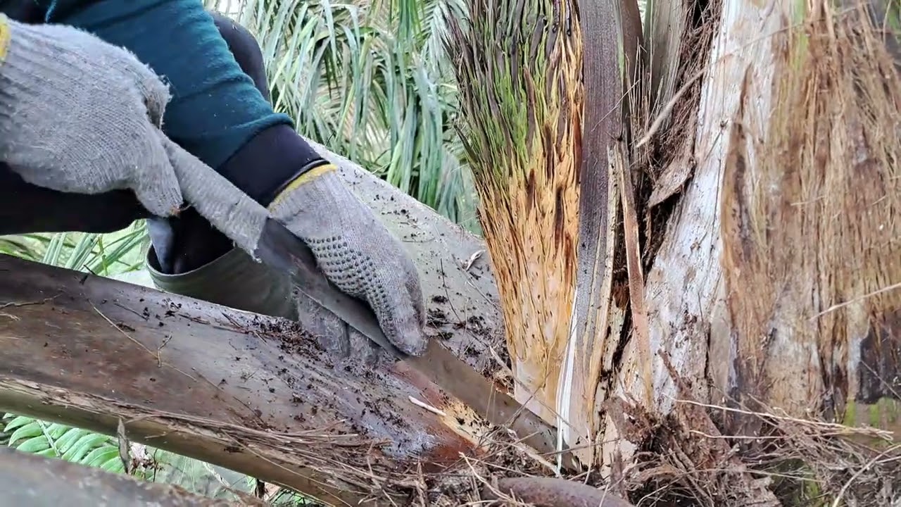 PROSES MEMBUKA BUNGGA BETINA BENIH UNGGUL SUPER