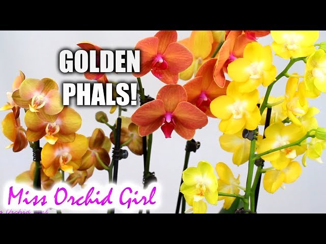 Phalaenopsis Orchids in golden colors - Flower shop finds - YouTube
