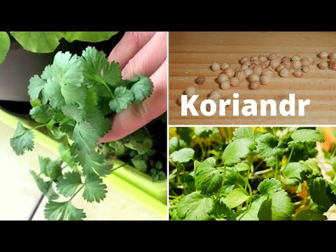 Video: Semena koriandru: Jak pěstovat koriandr