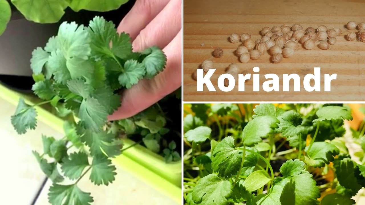 Koriandr -  pěstování a užívání