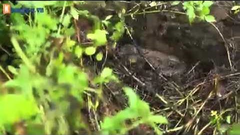 Theo chân "thợ săn" đi bẫy rắn độc