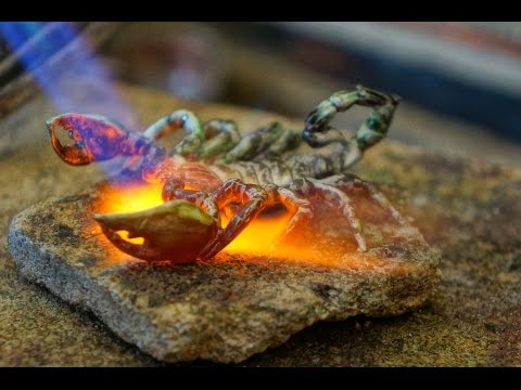 КАК ПАЯТЬ ЗОЛОТО технология мастер класс от #AlexKash
