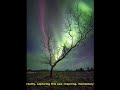 When an Aurora Met a Tree: A Celestial Coincidence