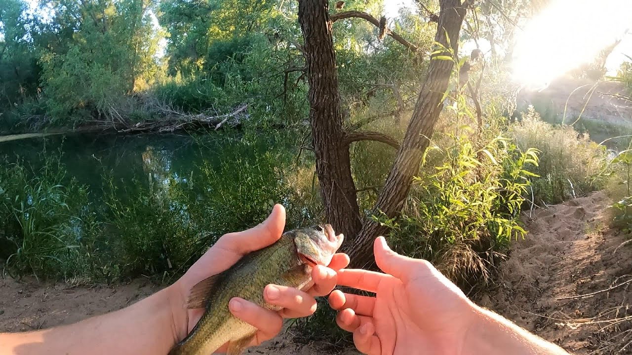 Small river bass fishing – Fishing Vlog