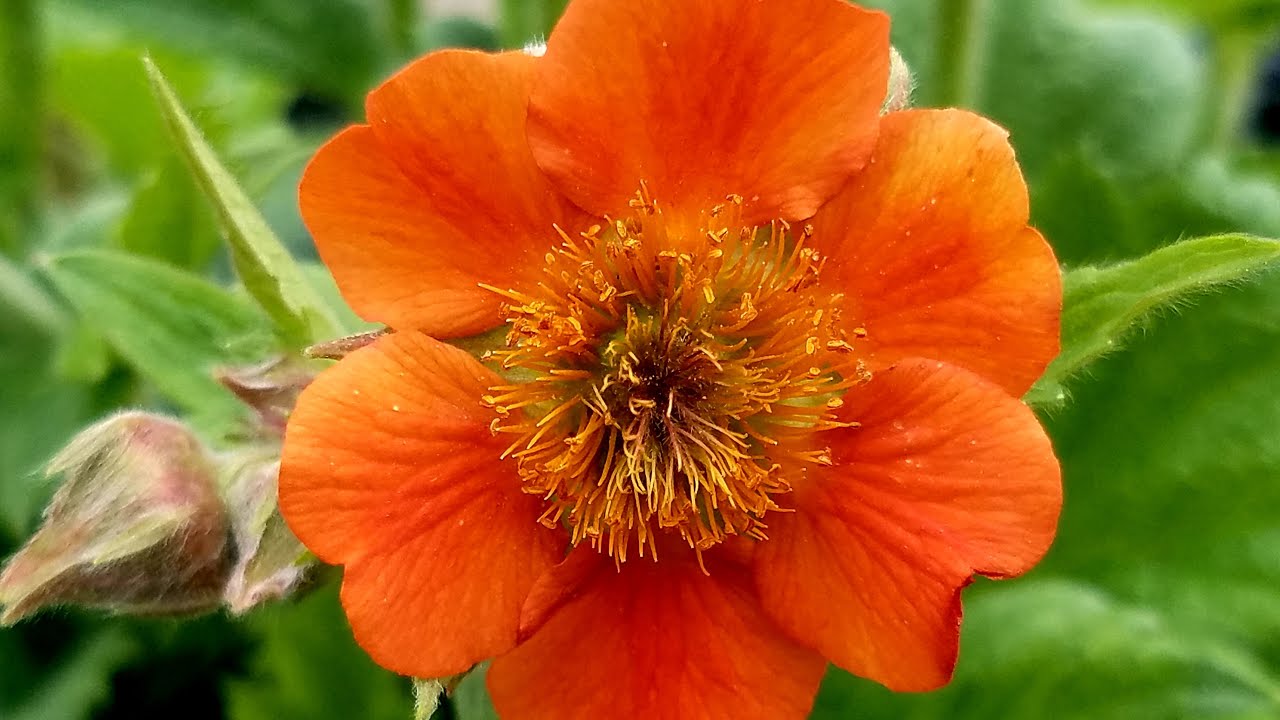 Geum Rustico™ Orange (Avens) // Wonderful Compact, Easy to Grow