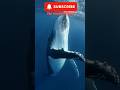 The Ocean’s Greatest Singers and Its Oldest Giants 🐋