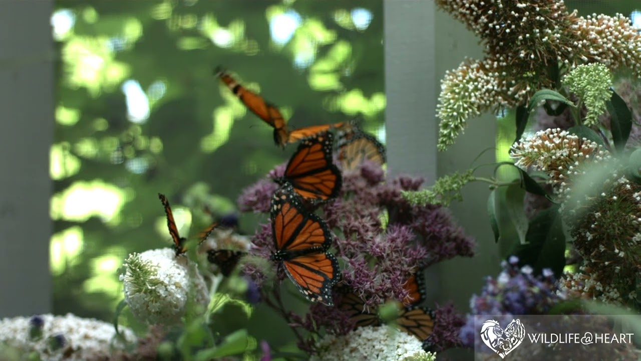 Getting to Know All About Monarch Butterflies | Wildlife at Heart