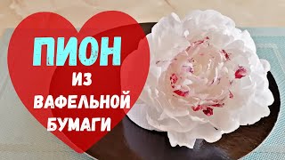 Пион из вафельной бумаги / Waffle paper peony