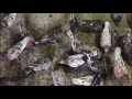 Рыже мраморные голуби Дагестана