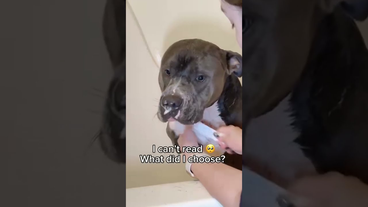 Justice For Hippo Follow More Like Comment And Share Dogowner Dogmom Dogmemes