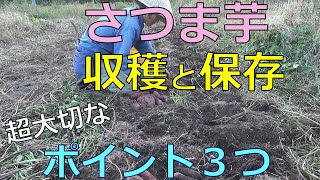 さつま芋　収穫と保存　超大切な３つのポイント