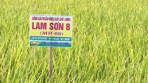 Công ty CP giống cây trồng Thanh Hóa - đồng hành cùng nông dân trong sản xuất