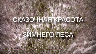 Сказочная красота зимнего леса