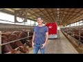 Lely Vector - Ingrassare i tori con l'alimentazione automatica