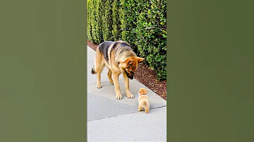Big Dog Comforts Crying Tiny Puppy In The Sweetest Way 
