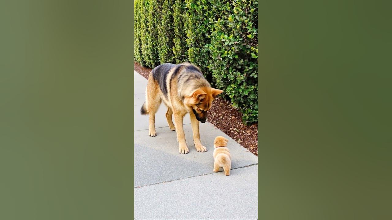 Big Dog Comforts Crying Tiny Puppy in the Sweetest Way ❤️🐶