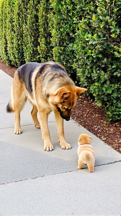 Big Dog Comforts Crying Tiny Puppy in the Sweetest Way ❤️🐶