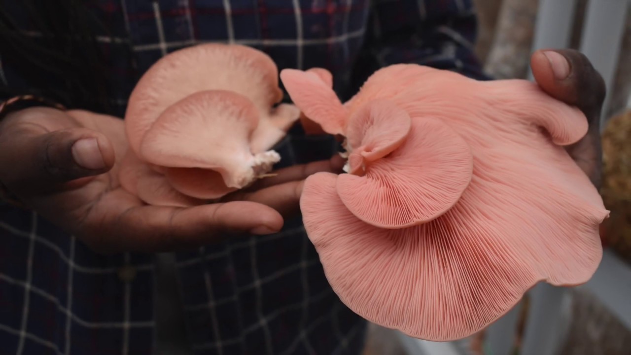 Source 2023 Culture de champignons à faible coût en serre Dôme à travée  unique Film plastique Serre de champignons on m.alibaba.com