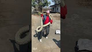 Download Lagu Don’t try this only snake catcher MP3 Download Lagu Don’t try this only snake catcher MP3