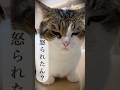 猫って表情豊かな生き物にゃり😹😿 #ねこ #ねこ動画 #ねこもふ団 #ねこ部