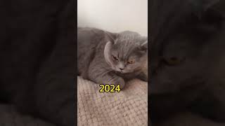 Мой кот 2019-2024