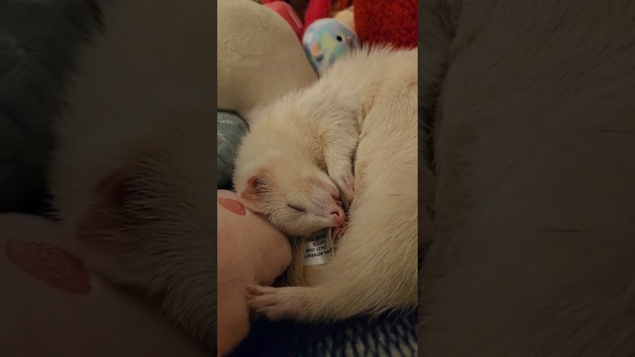 Proof that Ferrets Dream