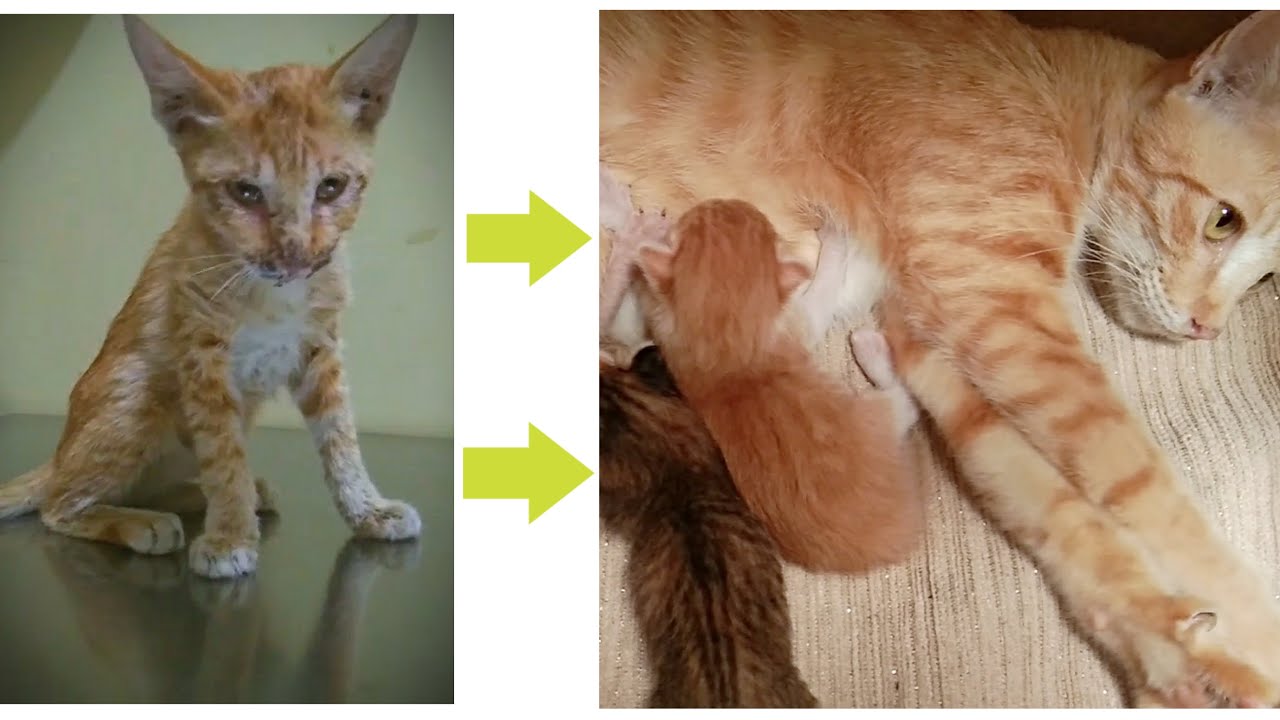 Britney : From The Stray Kitten Become The Beautiful Mother || Stray