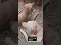 🫣🫢🐾🐕 #doggielife #reels#shortsfeed#shortsvideo#shorts#pets#shortvideo#shortsyoutube#yt#ytshorts#dogs