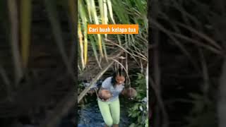 Ambil buah kelapa di hutan #hutan #kelapa