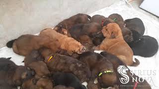 21 Tibetan Mastiff puppies!